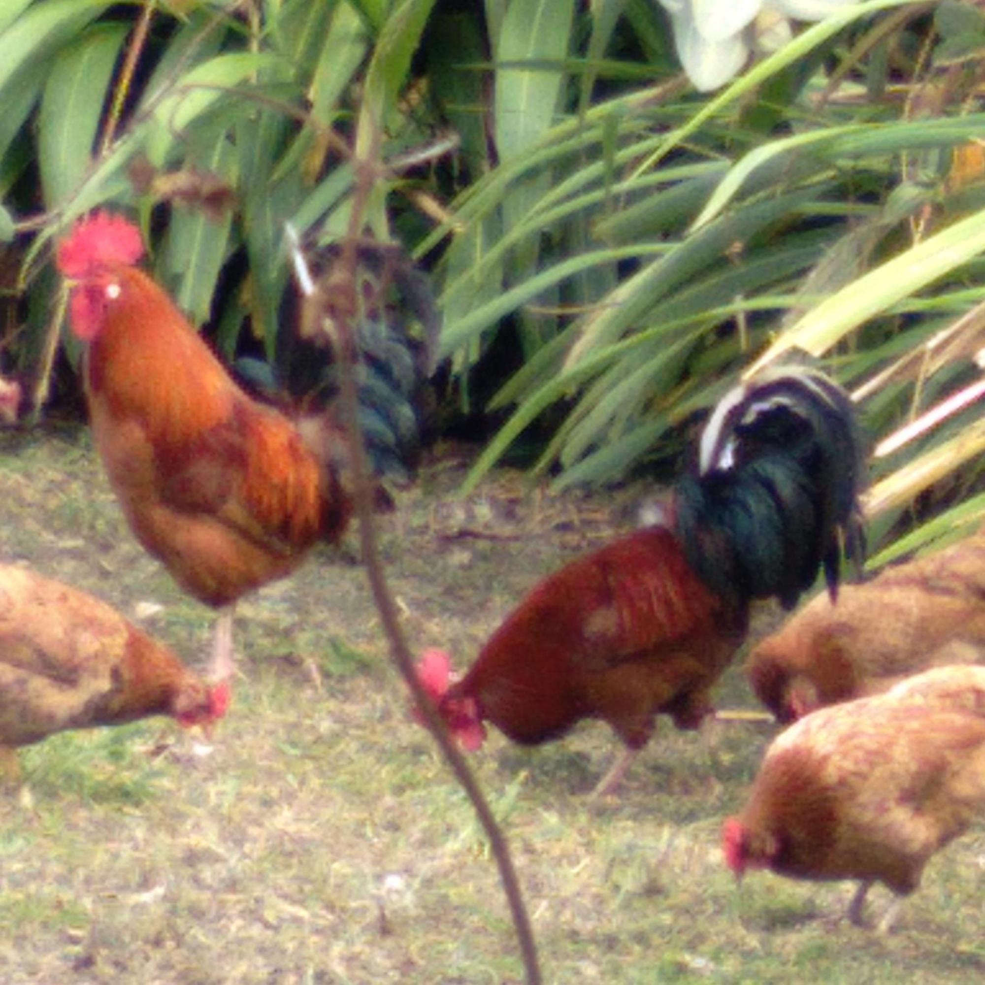 Hostal Tu'U Koihu Hanga Roa Luaran gambar